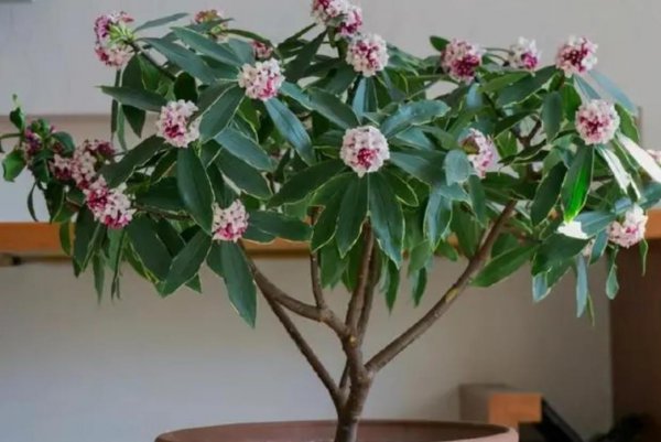 冬天有哪些花开