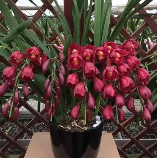 冬天有哪些花开