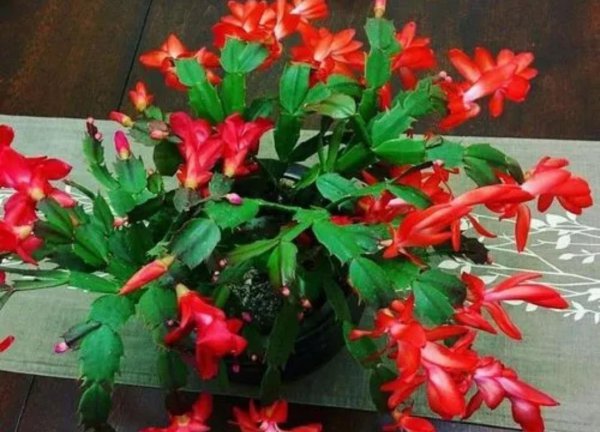 冬天有哪些花开