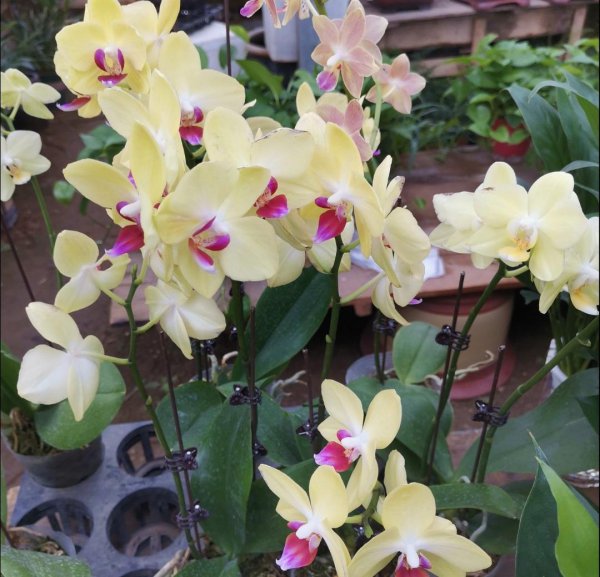 冬天有哪些花开