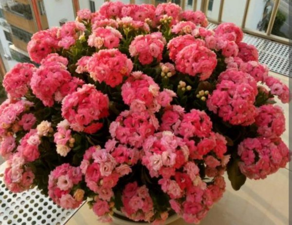 冬天有哪些花开
