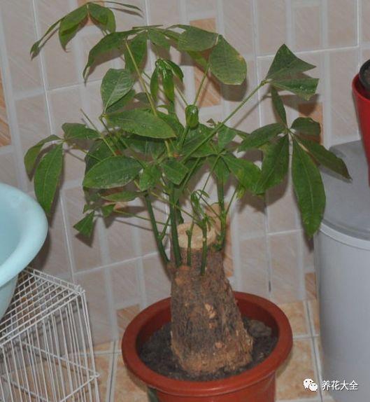 盆栽绿萝叶子发黄怎么办