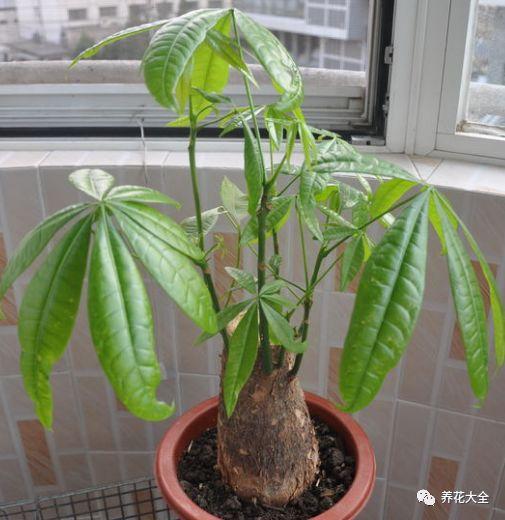 盆栽绿萝叶子发黄怎么办
