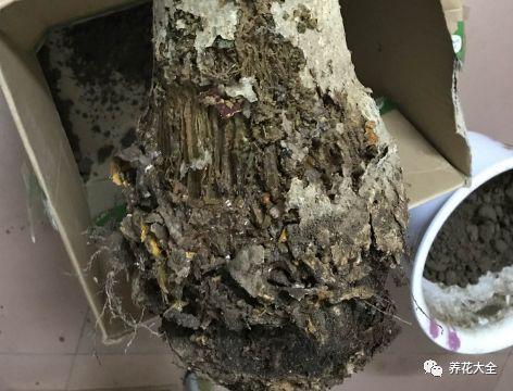 盆栽绿萝叶子发黄怎么办