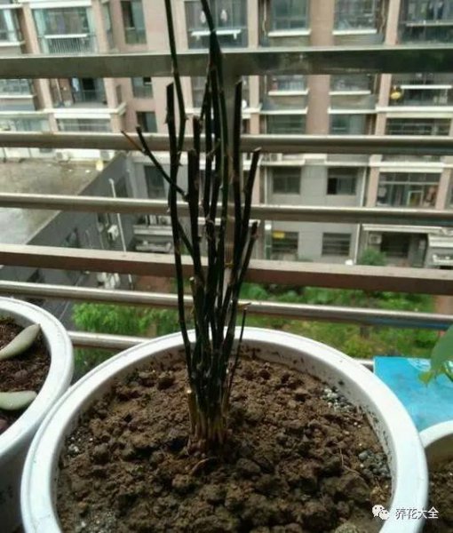 盆栽绿萝叶子发黄怎么办