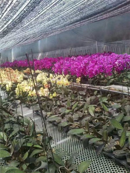 蝴蝶兰花语是什么意思