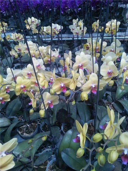 蝴蝶兰花语是什么意思