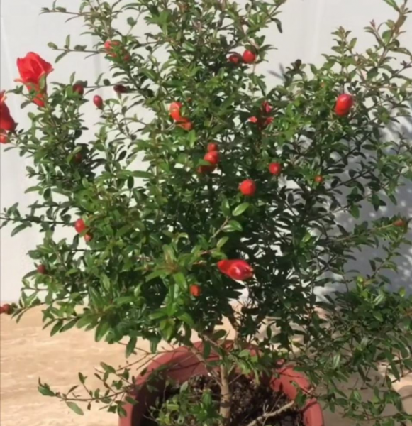 一月到十二月开的花有哪些