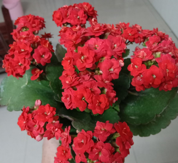 一月到十二月开的花有哪些