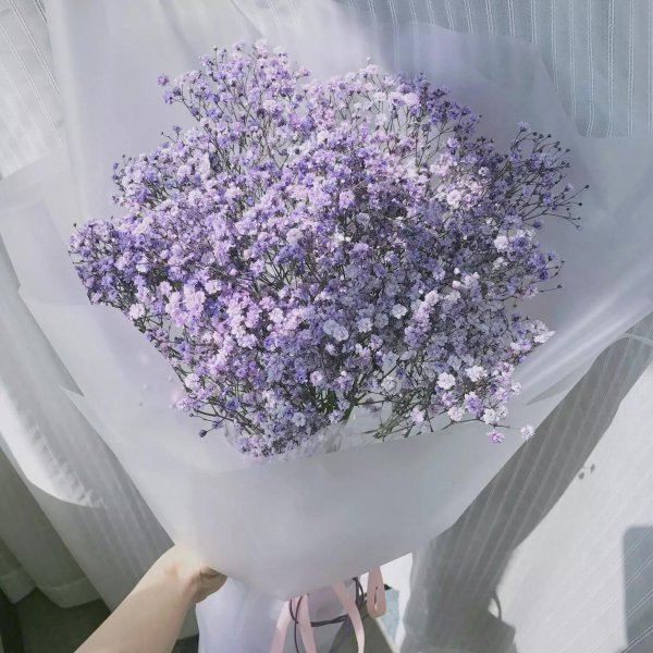 满天星花语和寓意是什么