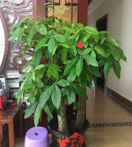 发财树盆栽怎么养