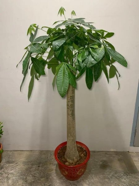 发财树盆栽怎么养