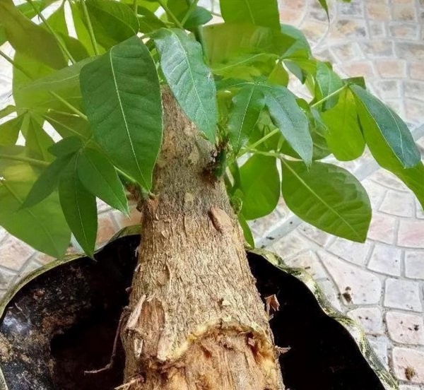发财树盆栽怎么养