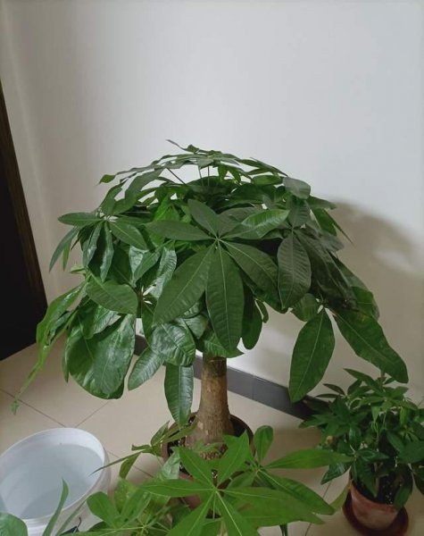 发财树盆栽怎么养