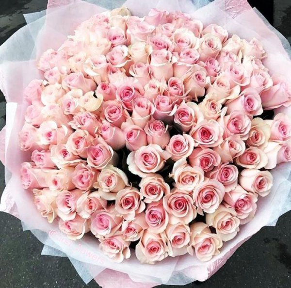 粉玫瑰花的花语和象征