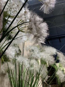 蒲公英代表什么意思 了解蒲公英的真正花语
