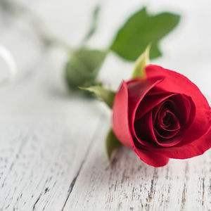 42朵玫瑰花花语是什么