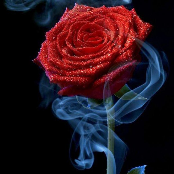 42朵玫瑰花花语是什么