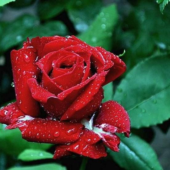 42朵玫瑰花花语是什么