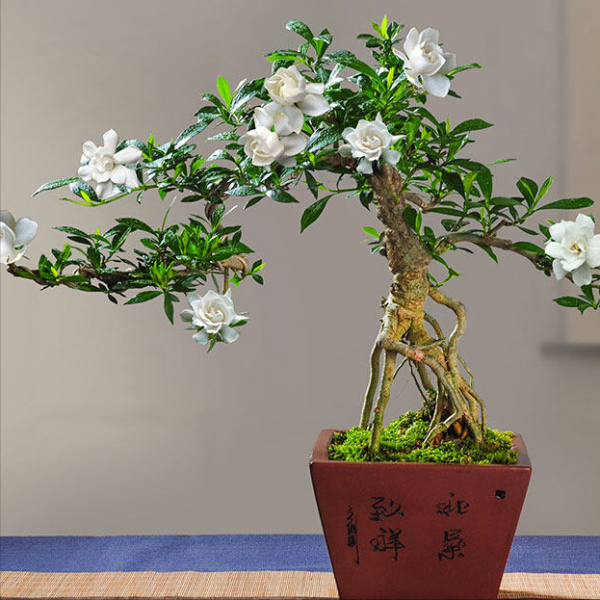 什么盆景好看又好养