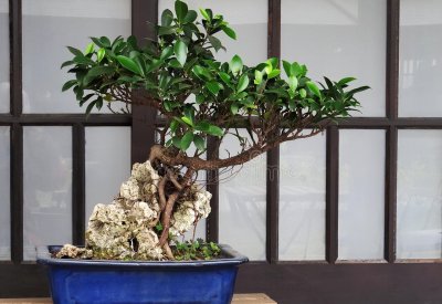 榕树盆景怎么养 榕树盆景养护与管理