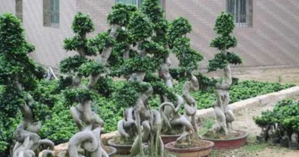 榕树盆景怎么养