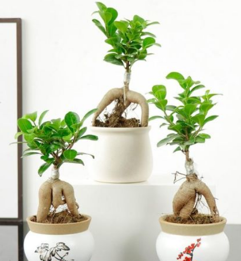 榕树盆景怎么养