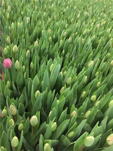 郁金香花语和寓意
