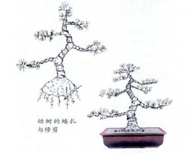 白皮松盆景怎么养 松柏盆景的养护知识