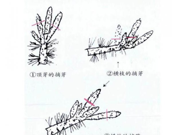 白皮松盆景怎么养