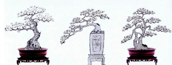 白皮松盆景怎么养