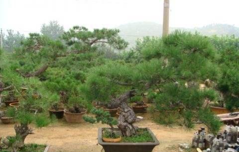白皮松盆景怎么养