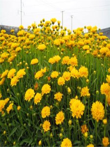 金鸡菊的花语和寓意 浅谈金鸡菊真正的含义