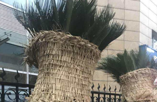 铁树怎么养枝叶更茂盛