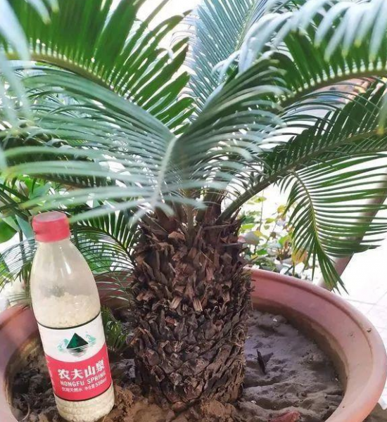 铁树怎么养枝叶更茂盛