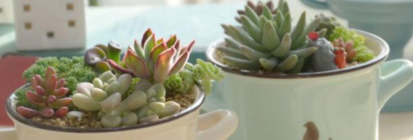 怎样养多肉植物