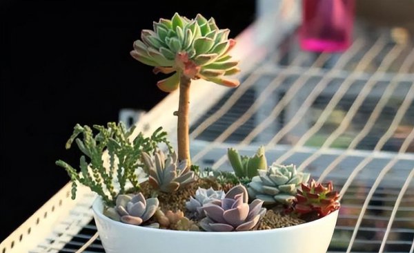 怎样养多肉植物
