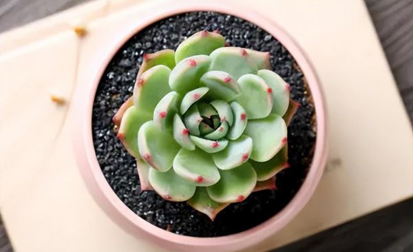 怎样养多肉植物