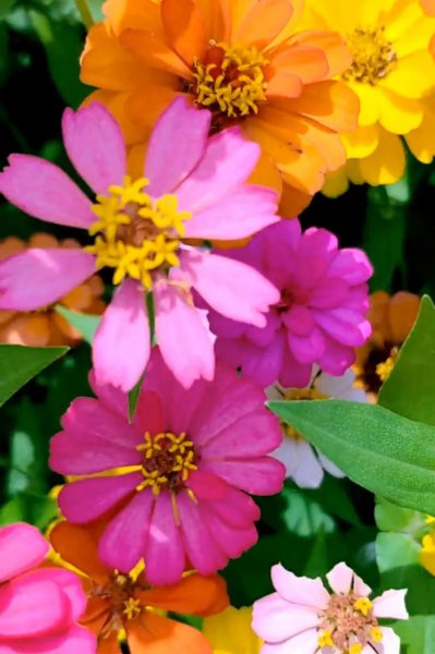 百日菊的花语是什么