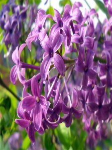 丁香花象征什么 简述丁香花花语和寓意