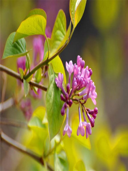丁香花象征什么