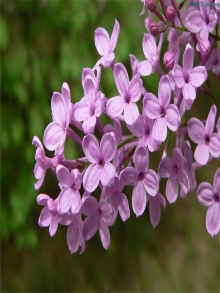 丁香花象征什么