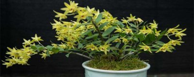 铁皮石斛盆栽怎么养 家庭盆栽石斛种植方法