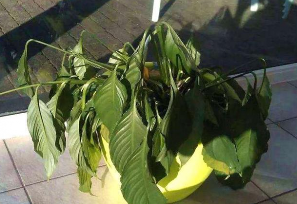 一帆风顺盆栽怎么养