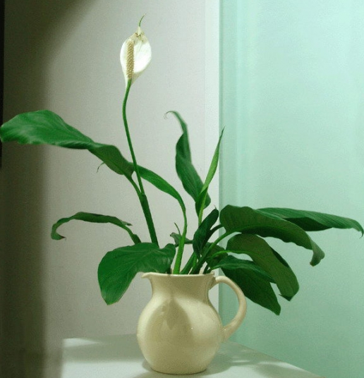 一帆风顺盆栽怎么养