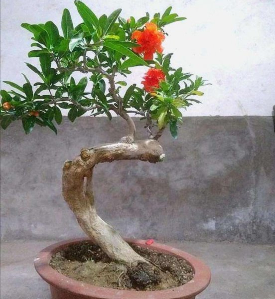 石榴盆景怎么养护