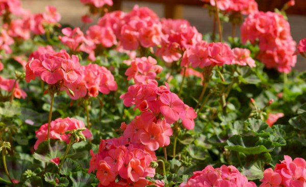 家里养什么花常年开花