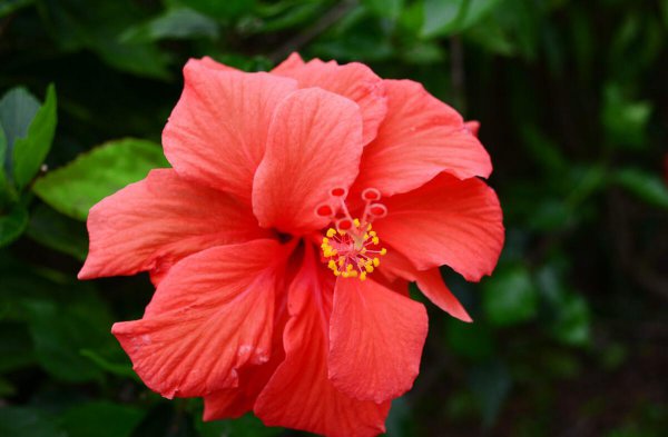 家里养什么花常年开花