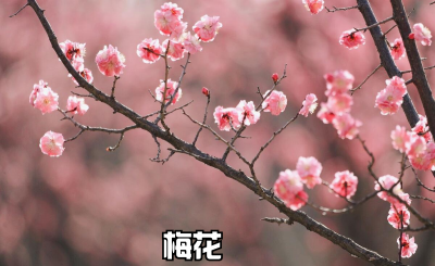 春天开的常见的花有哪些 盘点八种开在春天的花