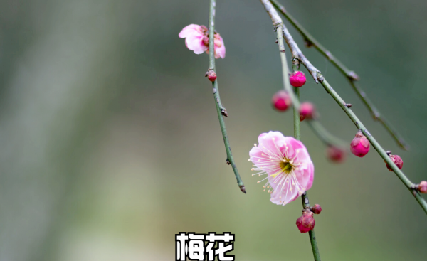 春天开的常见的花有哪些